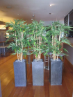 1.5m_bamboo_in_terrazzo_pots.jpg