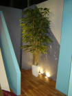 2.8m_bamboo.jpg