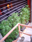bamboo_in_troughs.jpg