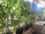 bamboo_screen_terazzo_troughs.jpg