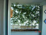 bamboo_wall.jpg