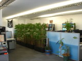 japanese_bamboo.jpg
