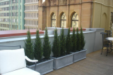 4ft_cedars.jpg