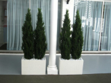 5ft_cedar_trees.jpg