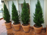 6_conifers.jpg