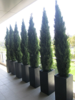 7_conifers.jpg
