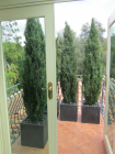 7ft_cedars.jpg