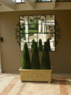 cedar_topiaries.jpg